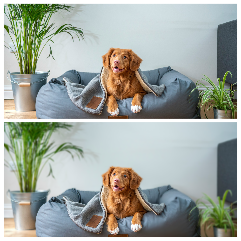 An image of a cute dog sitting in his bed with one photo background blurred out and the other one is not