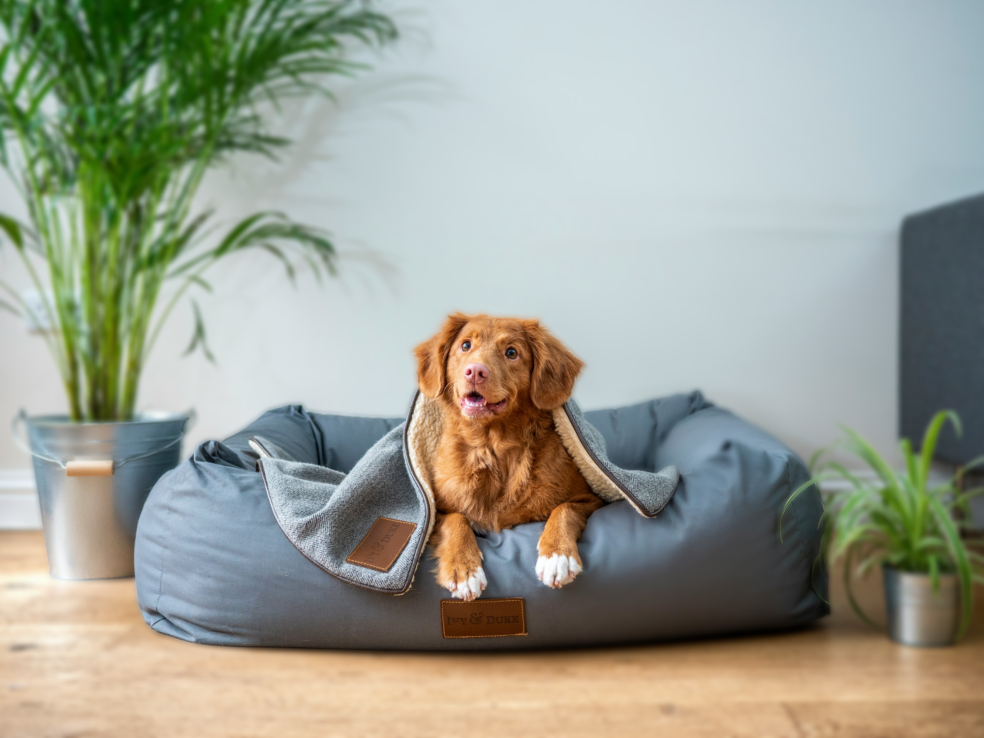 A dog sitting on a couch with a perfectly blurred background indoors