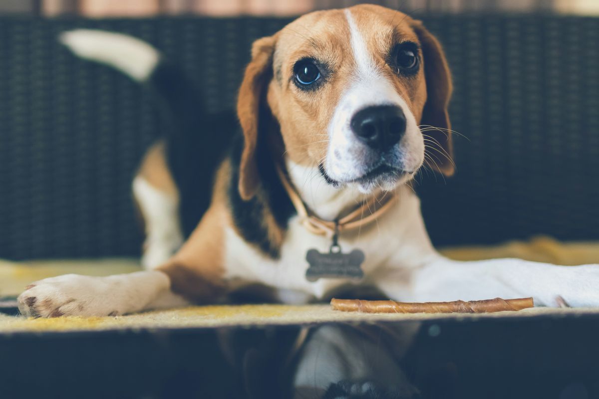 A cute dog posing for a picture with the background blurred out in the picture